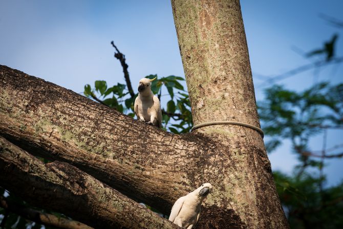 Not to be confused with the greater sulfur-crested cockatoo (which is much larger, not endangered and native to Australia), the yellow-crested cockatoos found in Hong Kong (pictured) originally hail from Indonesia and Timor Leste, and are about two-thirds of the size. "They look very similar, but they are a different species," says Astrid Andersson, a postdoctoral researcher at the University of Hong Kong who specializes in traded species.<br />