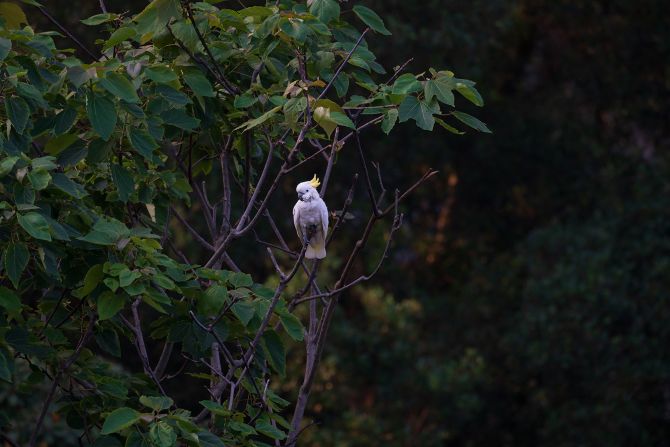 No one knows exactly how the yellow-crested cockatoos ended up in Hong Kong — but as the birds were a popular pet in the 20th century, Andersson suspects some were either released by their owners, or managed to escape. "They have this ability to problem-solve," says Andersson, describing the birds as clever, adaptable and curious. 