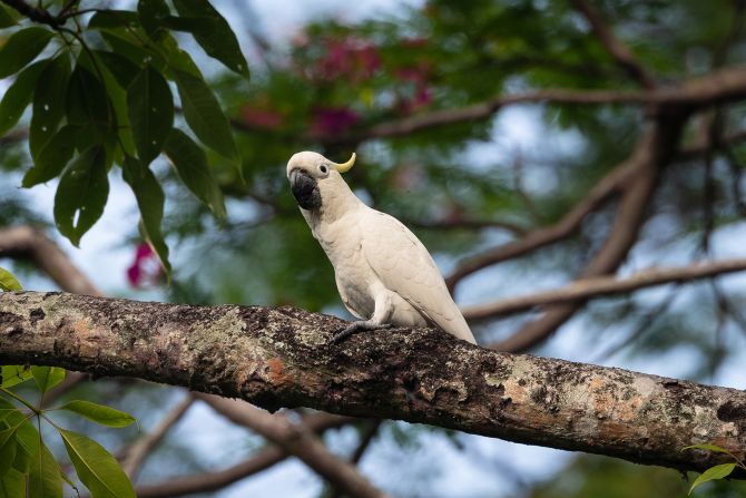 On a sweltering summer day in Hong Kong Park, nestled between skyscrapers in the urban center of the Asian metropolis, a yellow-crested cockatoo perches on a branch. It's one of a small flock of rare cockatoos that are critically endangered in their native habitats, yet thriving in Hong Kong — offering hope to conservationists that the species can be saved. <strong>Look through the gallery to learn more about this charismatic cockatoo.</strong>