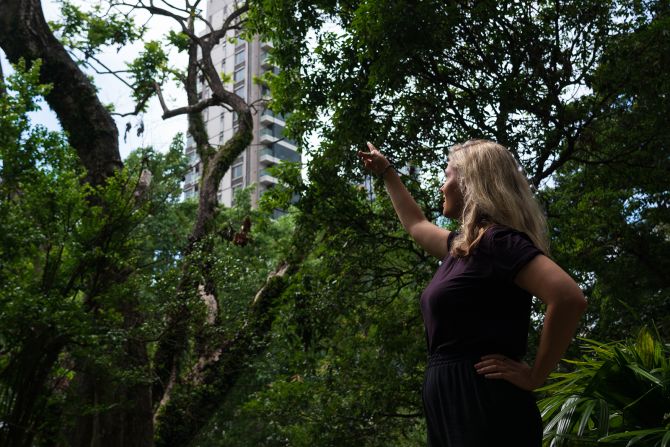 In this photo, Andersson points to the nest of a yellow-crested cockatoo on campus. The limited number of nesting sites is restricting the growth of the population, the researcher says, adding that nest boxes could help the population flourish.