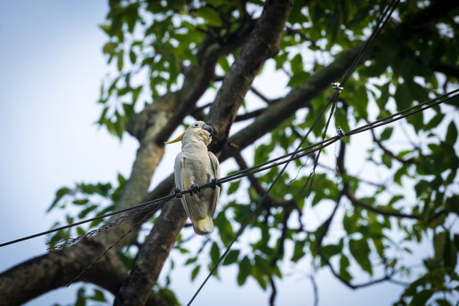 It was once abundant in Indonesia's tropical island forests, but extensive poaching for the exotic pet trade has devastated wild populations, and fewer than <a  target="_blank" target="_blank">2,000 mature individuals</a> remain in the wild. Around 10% of the global population lives in Hong Kong -- where numbers have quadrupled since the 1970s.