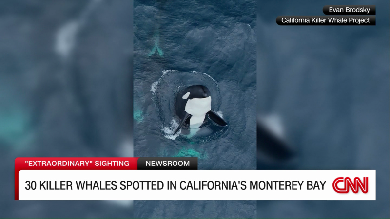 30 Killer Whales Spotted In Monterey Bay Over Weekend | CNN