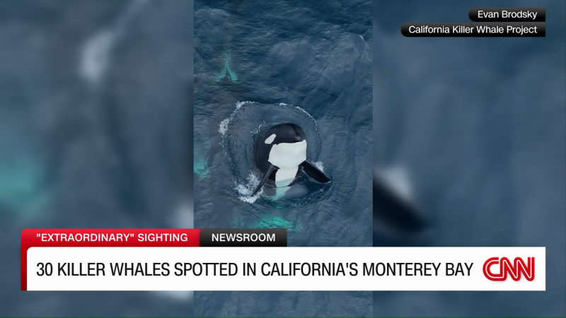 30 killer whales spotted in Monterey Bay over weekend | CNN
