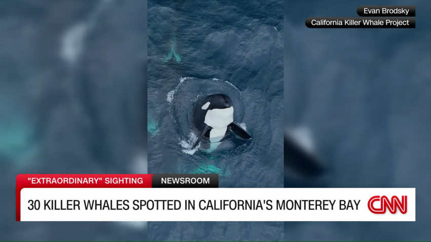 30 killer whales spotted in Monterey Bay over weekend | CNN