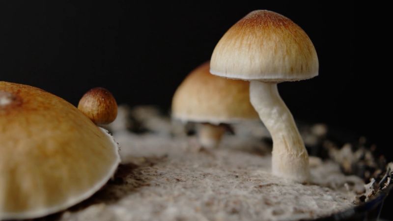 Magic mushrooms studied for potential therapeutic effects  | CNN