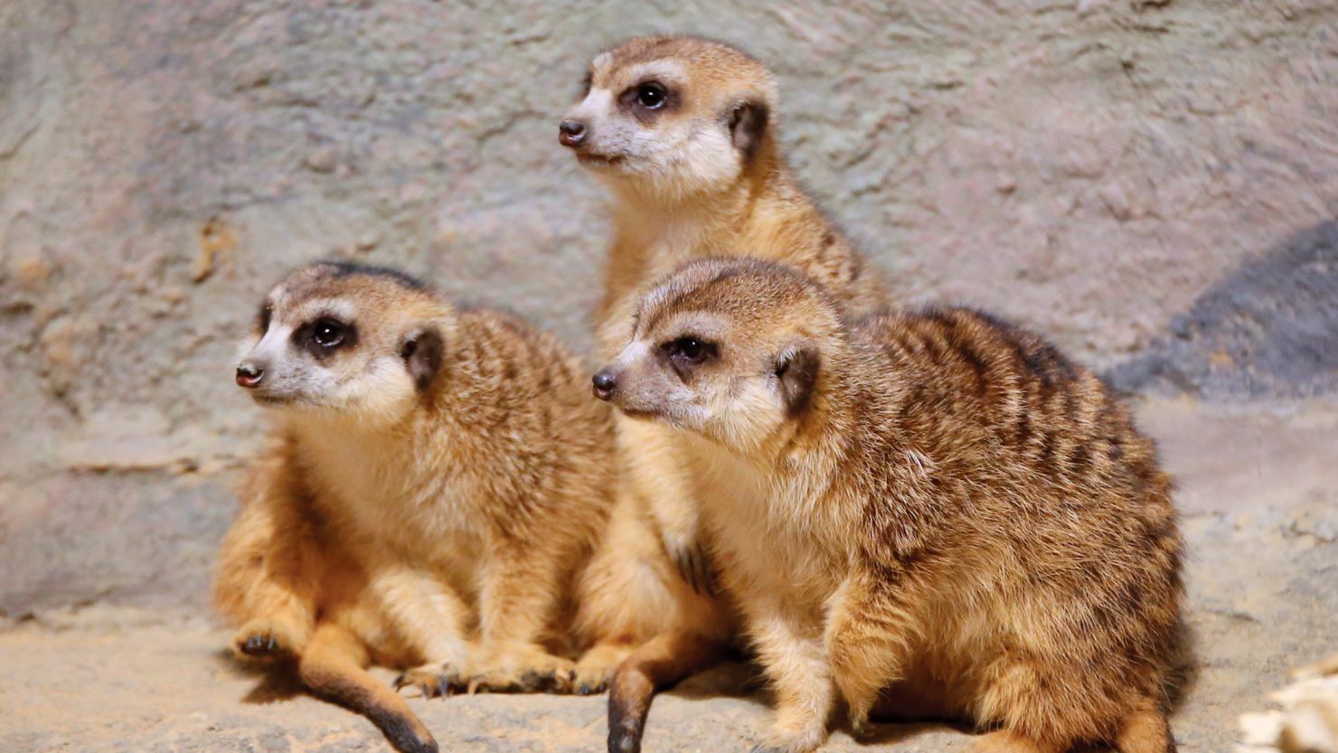Dye may be to blame for five meerkat deaths at Philadelphia Zoo, officials say.