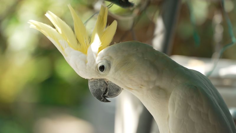 Yellow-crested cockatoos find an unlikely urban refuge in Hong