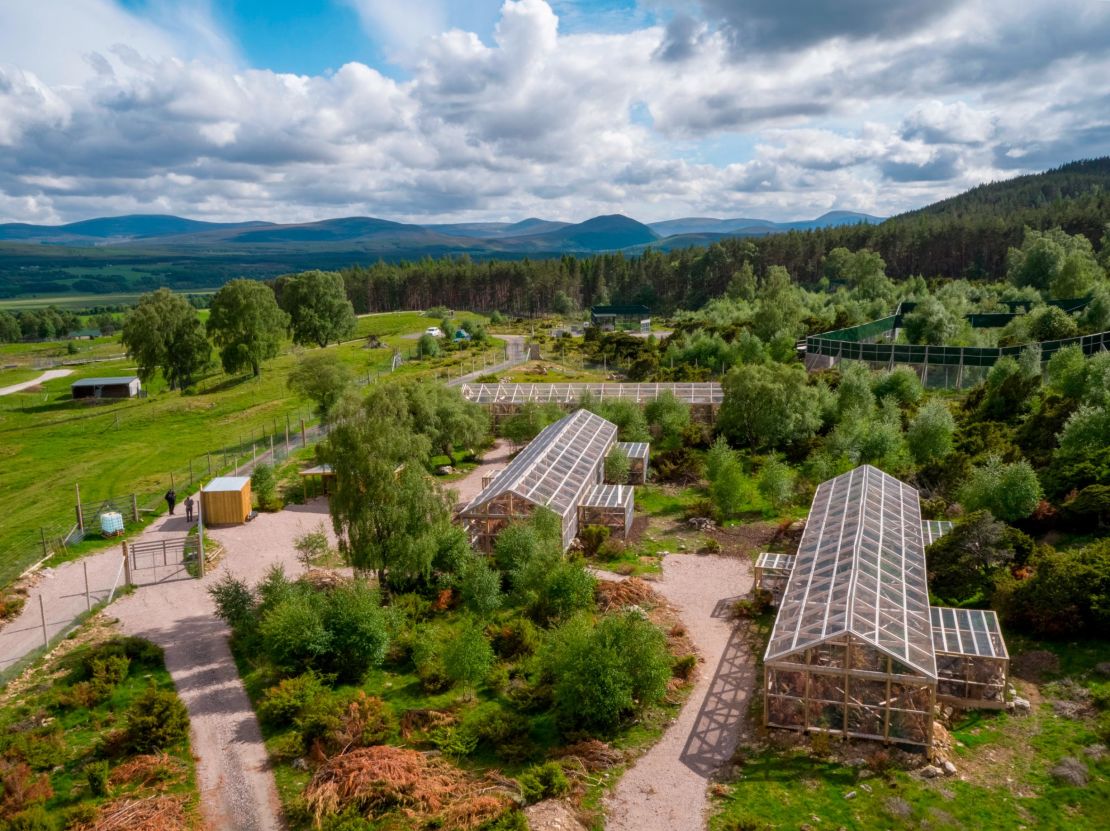 Saving Wildcats conservation breeding for release centre_breeding enclosures