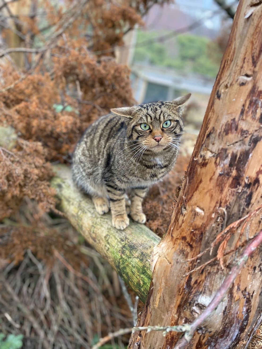 Saving Wildcats says the releases are the "first-ever conservation translocation of wildcats in Britain."