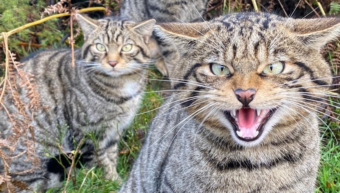 Young captive-bred Scottish wildcats have been released into the Cairngorms Mountains in Scotland. <strong>Scroll through the gallery for more photos.</strong>