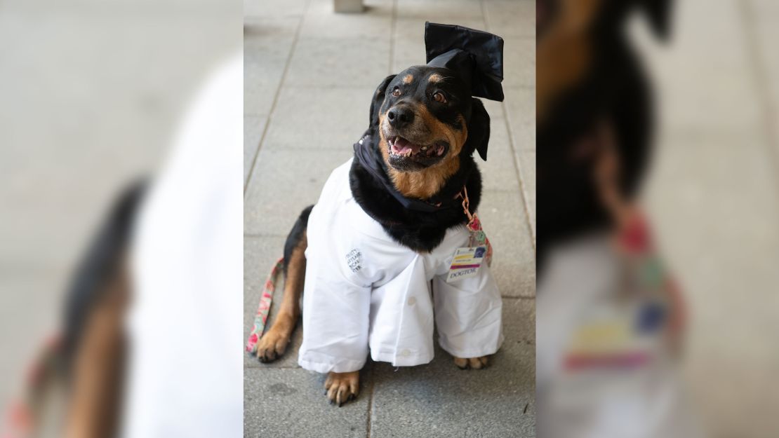 Loki received an honorary Dogtorate of Medicine during Tuesday's ceremony.