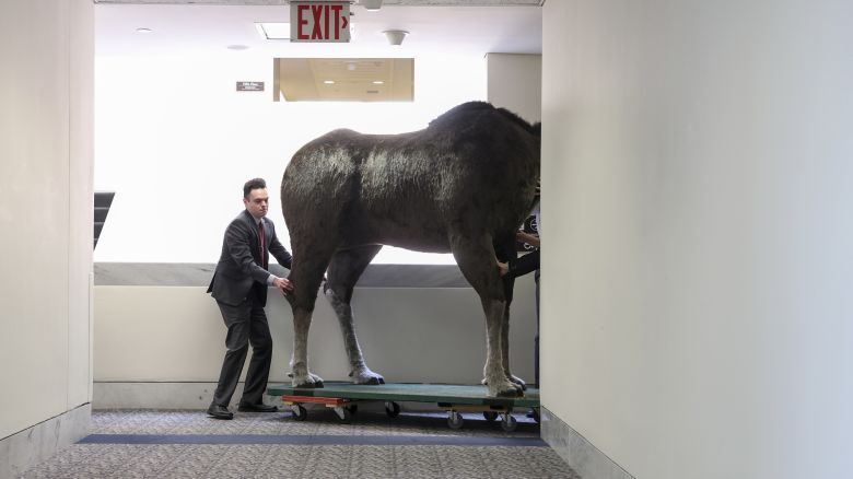 WASHINGTON, DC - JUNE 13: Staff members in Sen. Jeanne Shaheen's (D-NH) office move a stuffed moose as it arrives at the Hart Senate Office Building on June 13, 2023 in Washington, DC. The stuffed moose named "Marty the Moose" and a stuffed bear named "Kodak the Bear" will be on display in the office of New Hampshire Senator Jeanne Shaheen as part of the twelfth annual Experience New Hampshire event. (Photo by Kevin Dietsch/Getty Images)
