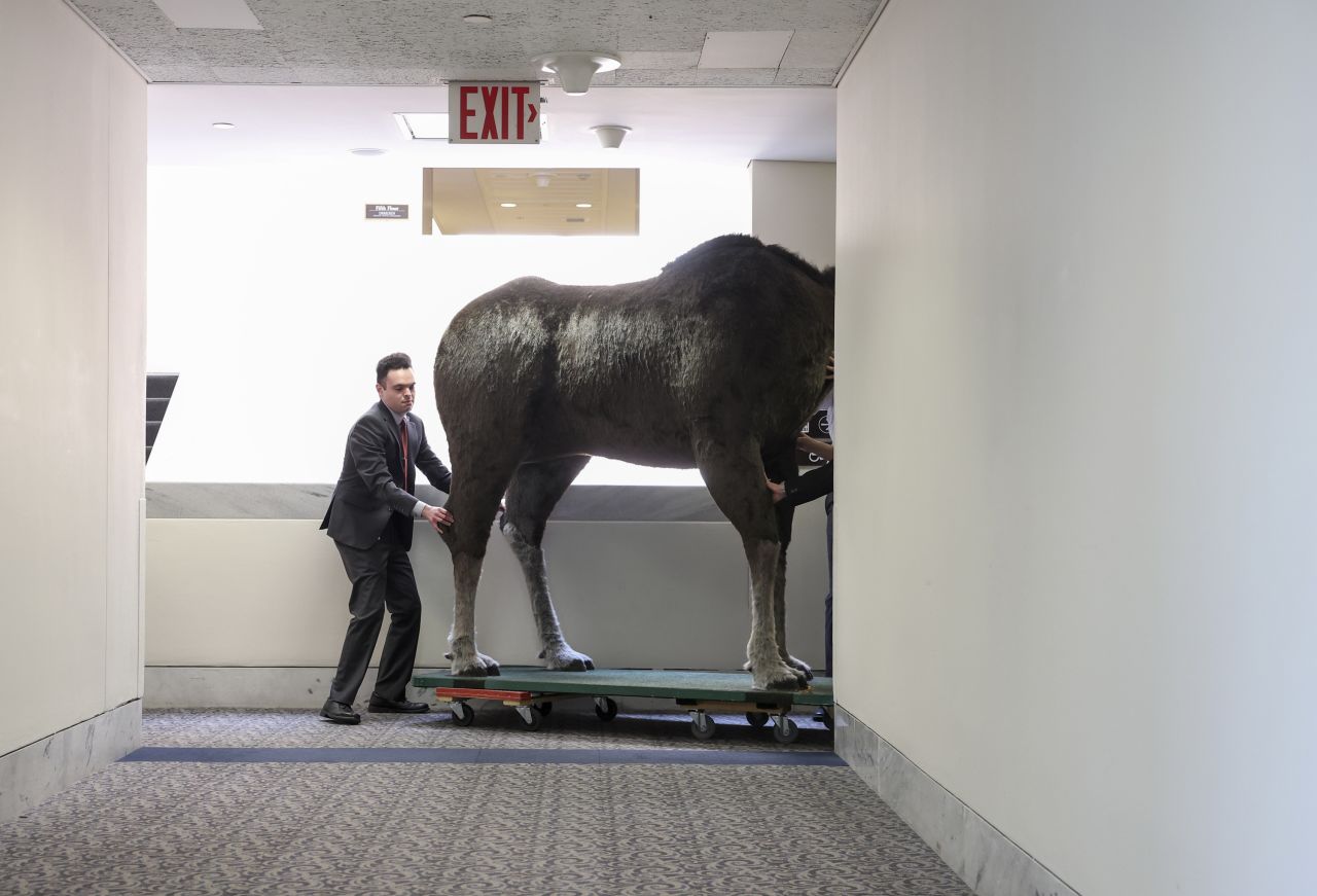 Staff members move a stuffed moose in US Sen. Jeanne Shaheen's office after it arrived at the Hart Senate Office Building in Washington, DC, on Tuesday, June 13, The stuffed moose and a stuffed bear will be on display in the Democrat's office as part of the 12th annual Experience New Hampshire event.