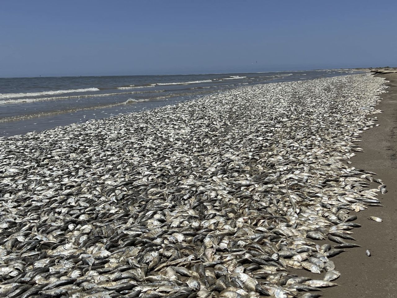 <a href="https://www.cnn.com/2023/06/10/us/dead-fish-texas-gulf-coast-beaches-trnd/index.html" target="_blank">Thousands of dead fish</a> are seen on Quintana Beach in Texas on Sunday, June 11. Colder water tends to hold more oxygen, and the warmer sea waters along Quintana Beach could have contributed to the killing of the fish, park officials said on Facebook. "Fish kills like this are common in the summer when temperatures increase," Lerrin Johnson, a spokesperson with the Texas Parks and Wildlife Department, said in a statement to CNN.