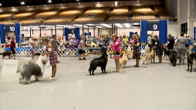 Akc dog best sale shows near me