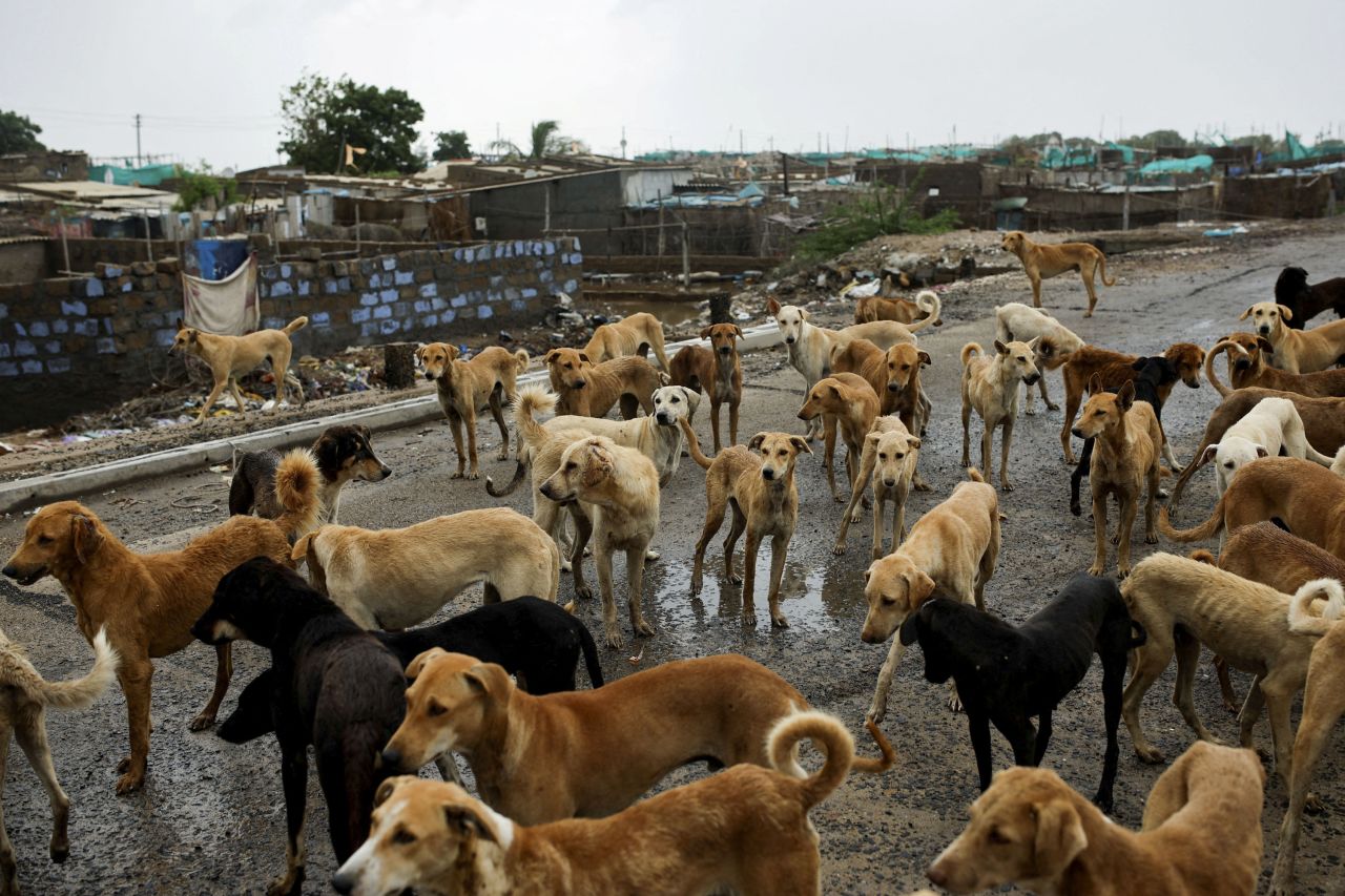 Dogs wait to be fed in Jakhau, India, after many people evacuated ahead of Cyclone Biparjoy on Wednesday, June 14.