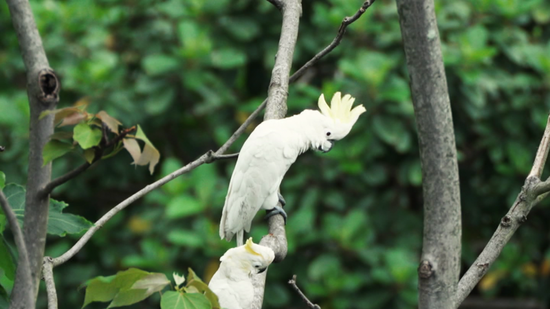 ‘A symbol of hope’: the endangered cockatoos thriving 2,000 miles from home | CNN