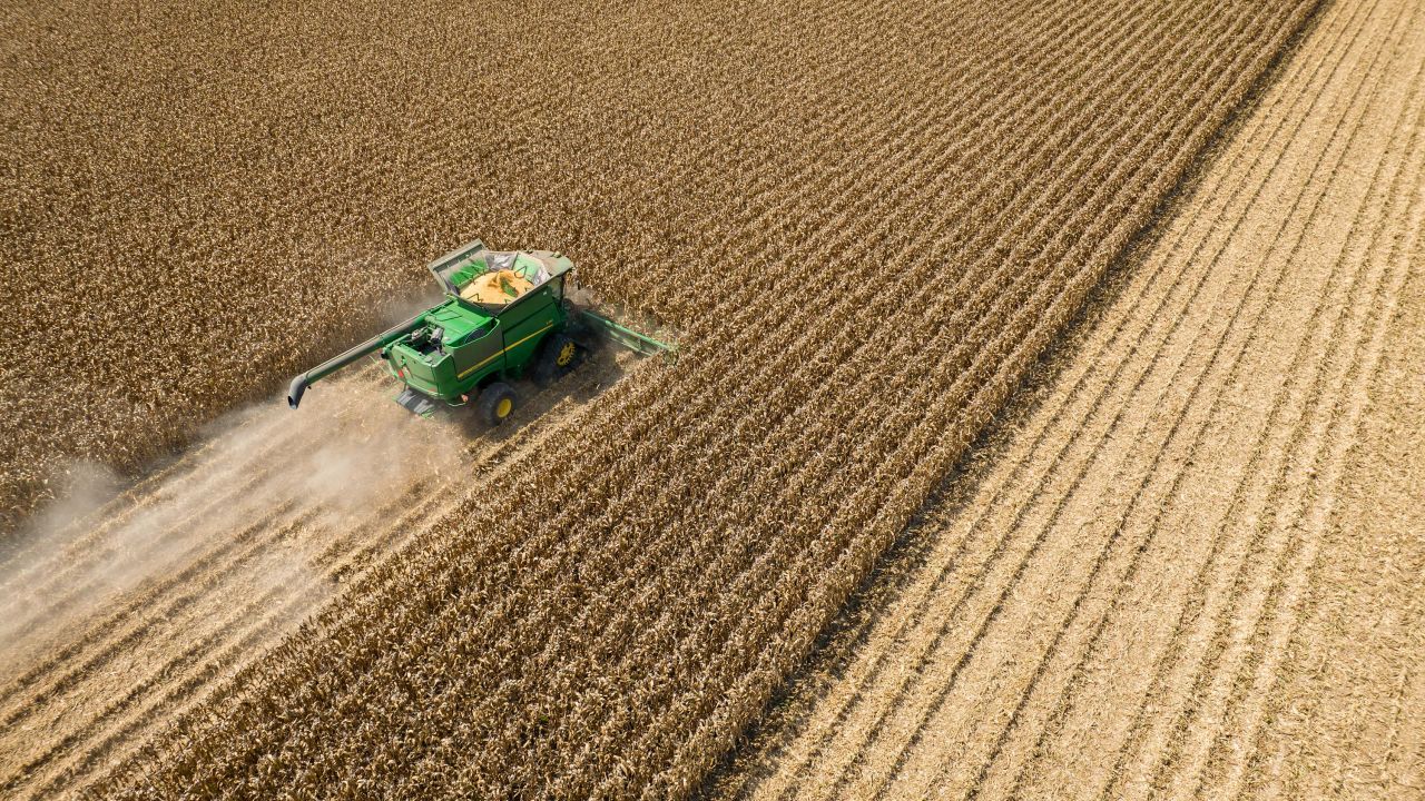 A combine tractor harvests corn in Leland, Mississippi, on Tuesday, August 16, 2022.