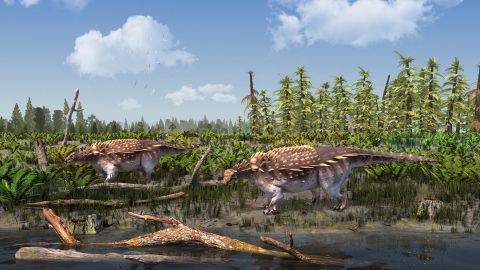 A new armoured dinosaur, known as an ankylosaur, has been described and named for Prof Paul Barrett of the Natural History Museum.
Vectipelta barretti was discovered in the Wessex formation on the Isle of Wight and represents the first armoured dinosaur from the dinosaur Isle to be described in 142 years.

