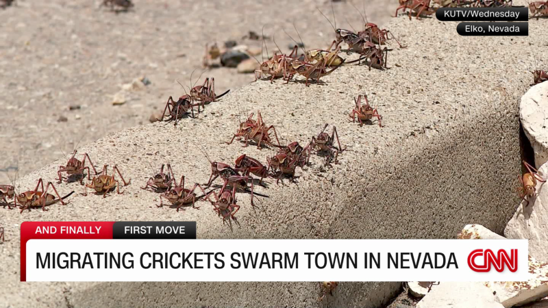 Migrating crickets swarm town in Nevada | CNN