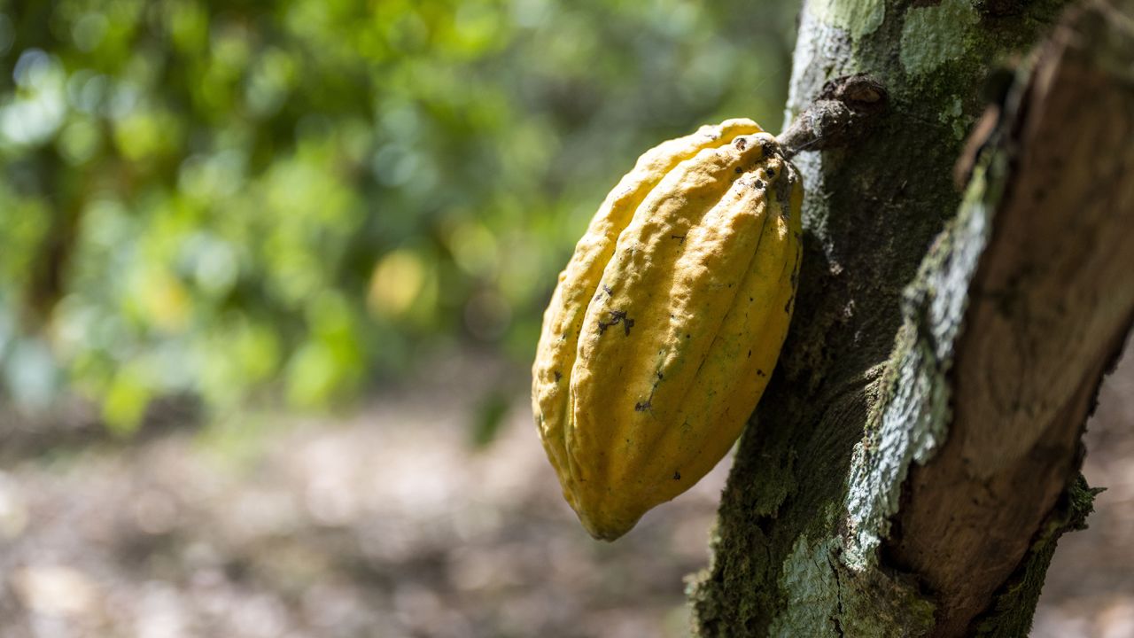 Cocoa costs are hovering. This is what which means in your chocolate