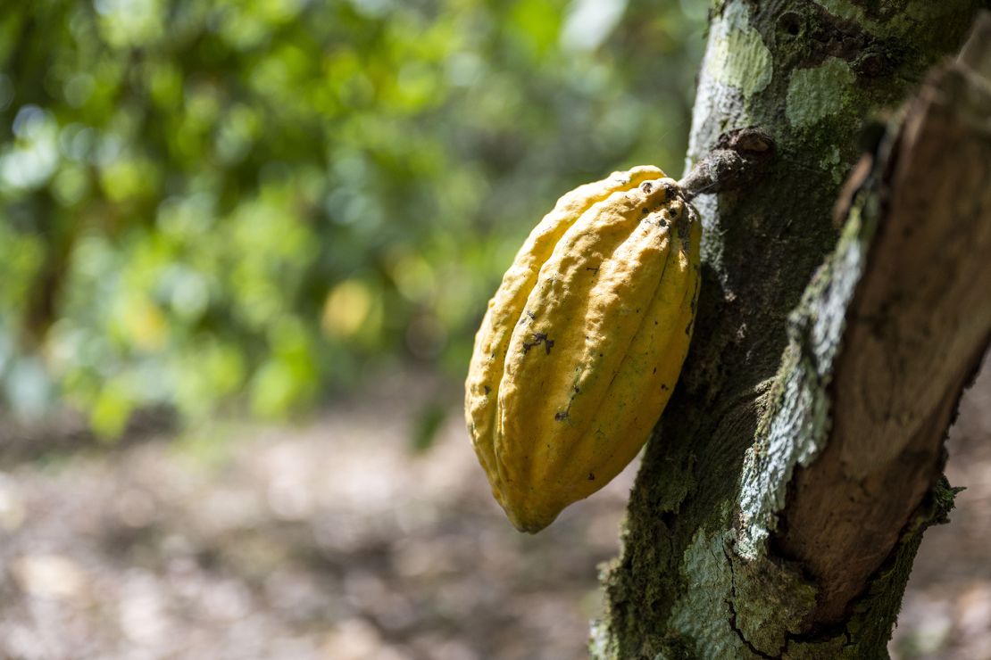 A cocoa pod ready for harvest hangs from a tree on a cocoa plantation in Agboville, Ivory Coast, on February 23, 2023.