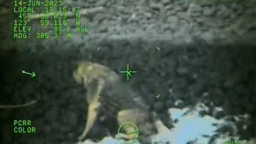 coast guard rescye german shepard vpx
