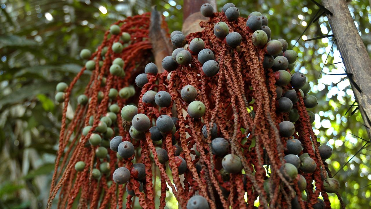 Parte de la supervivencia de los niños se debió al conocimiento de la palmera nativa, Oenocarpus Bataua.