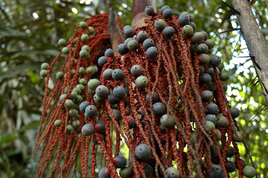 ‘Fruits, seeds and water’ were pivotal in keeping four children alive ...