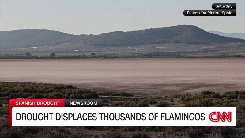 Drought conditions in Spain displace flamingos and reveal ruins | CNN