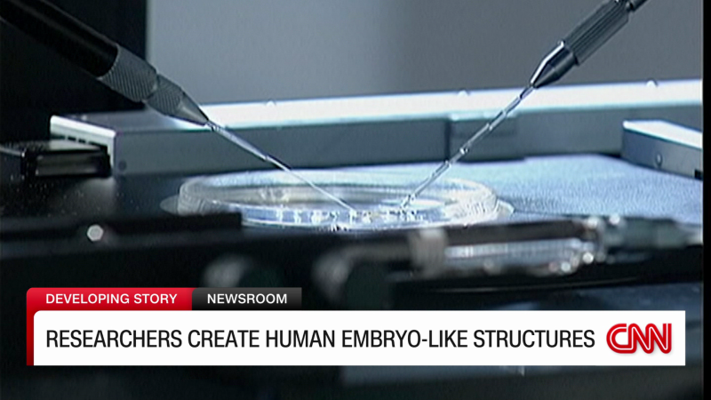 Synthetic human embryo model raises ethical issues | CNN