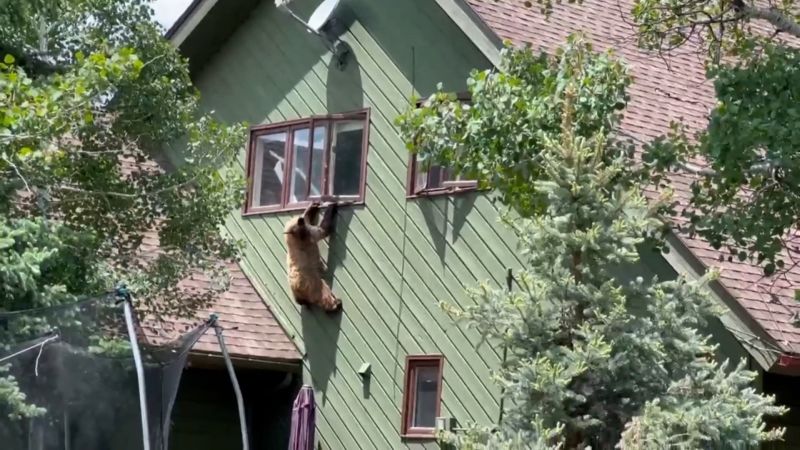 Video: Bear climbs second-story window, then gets stuck dangling from it | CNN