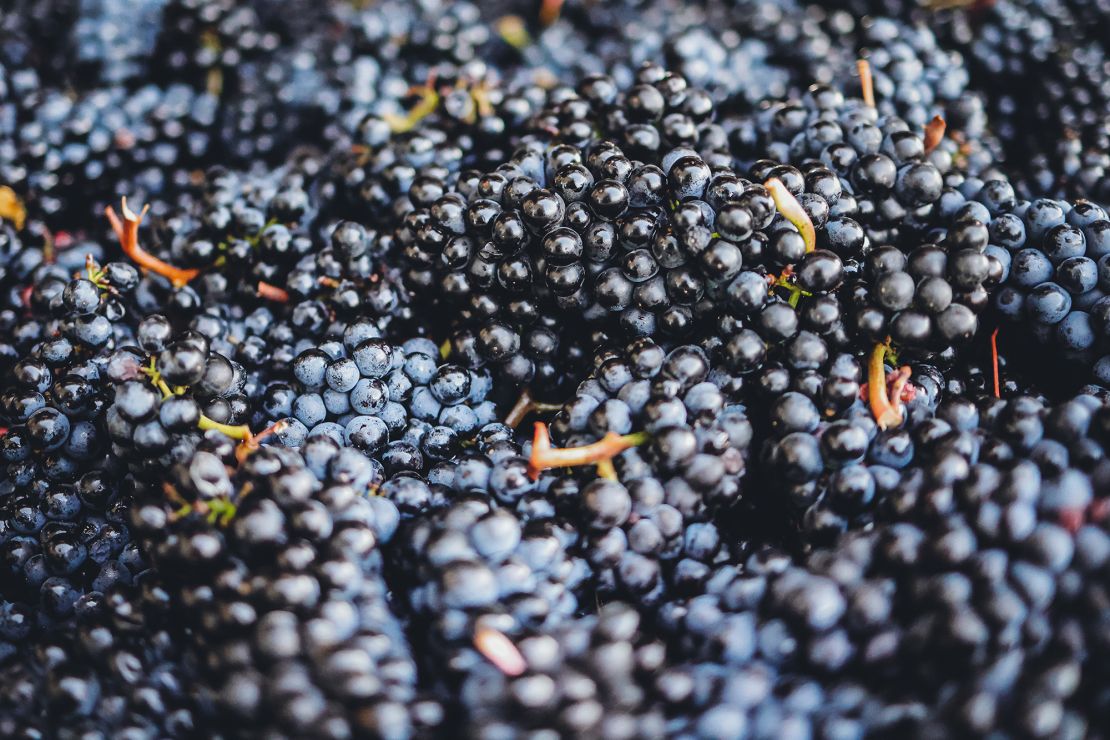 Grapes are harvested at Holstein Estate Vineyard for Channing Frye's Chosen Family Wines.