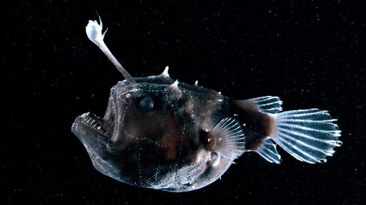 BRAAG2 Deep sea Anglerfish {Himantolophus sp} female with lure projecting from head to attract prey, Atlantic ocean.