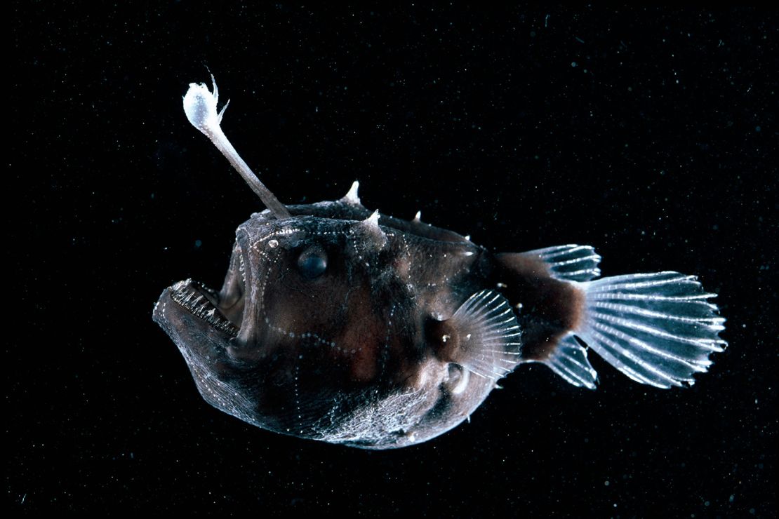 BRAAG2 Deep sea Anglerfish {Himantolophus sp} female with lure projecting from head to attract prey, Atlantic ocean.