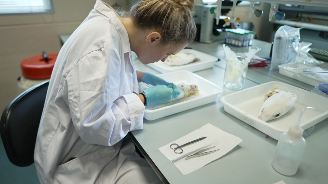 Astrid Andersson extracts DNA from a cockatoo carcass in the conservation forensics lab in the University of Hong Kong (HKU). May 18, 2023.