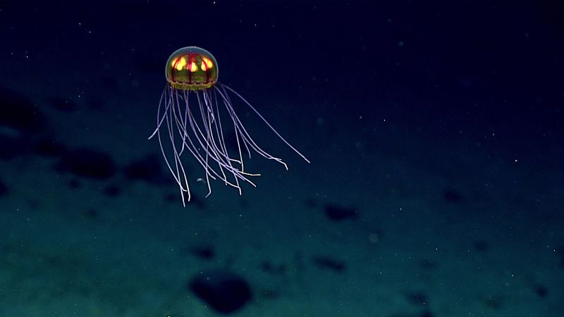 What s at the bottom of the ocean A brief history of deep sea