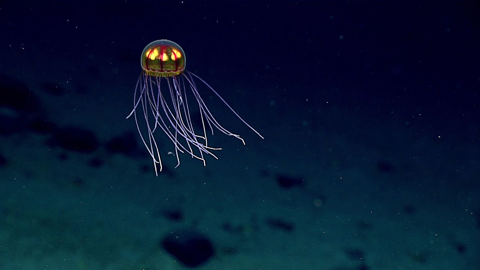 8 Beautiful Bioluminescent Creatures From the Sea