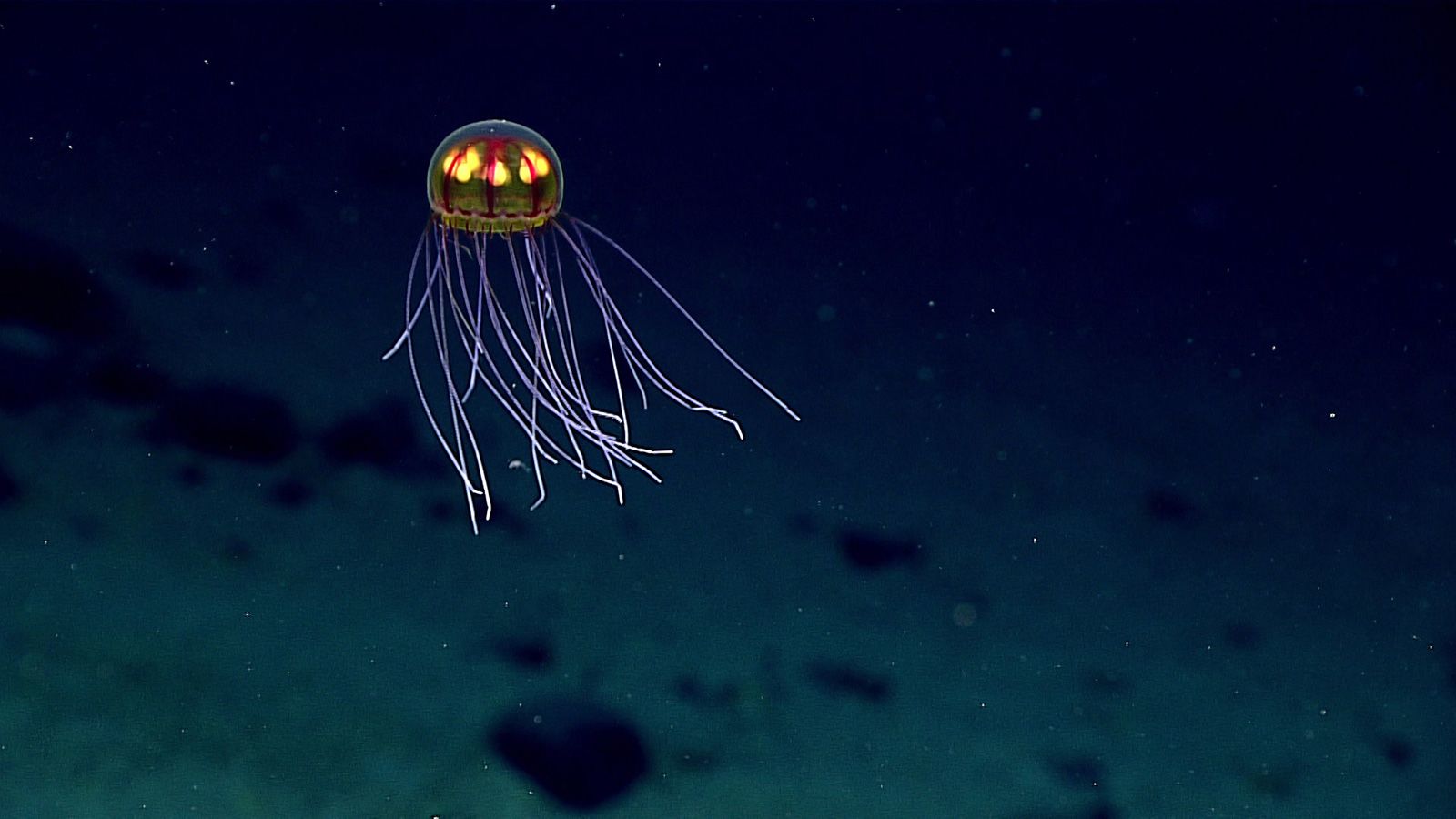 Deep sea scientists find strange, transparent fish on ocean expedition