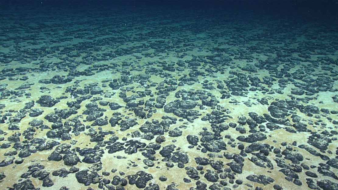 Most of the seafloor explored during Dive 07 of the 2019 Southeastern U.S. Deep-sea Exploration was covered with these manganese nodules, the subject of the Deep Sea Ventures pilot test nearly five decades ago.