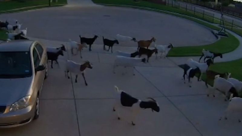 Dozens of goats made an escape. Doorcam catches what they did next | CNN