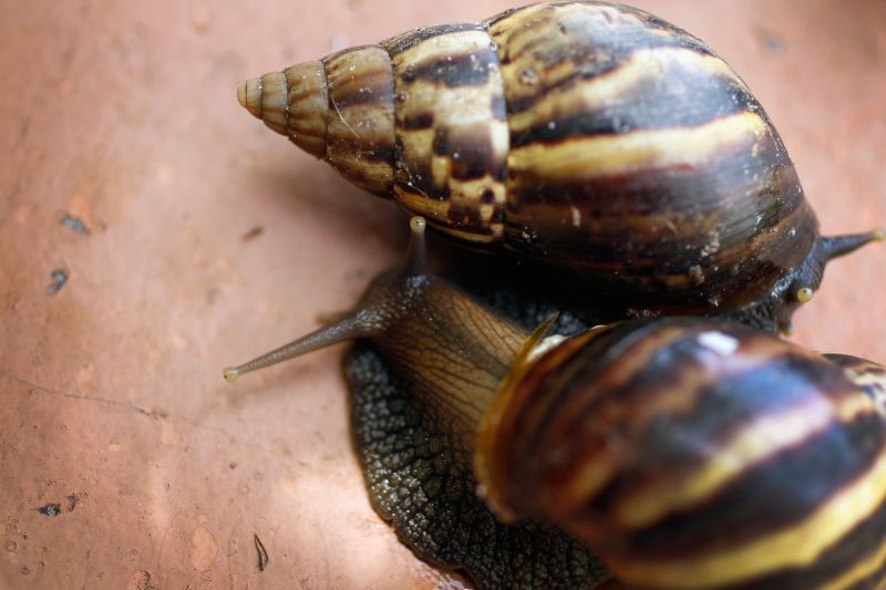 Giant African Land Snail - AdelleMarius