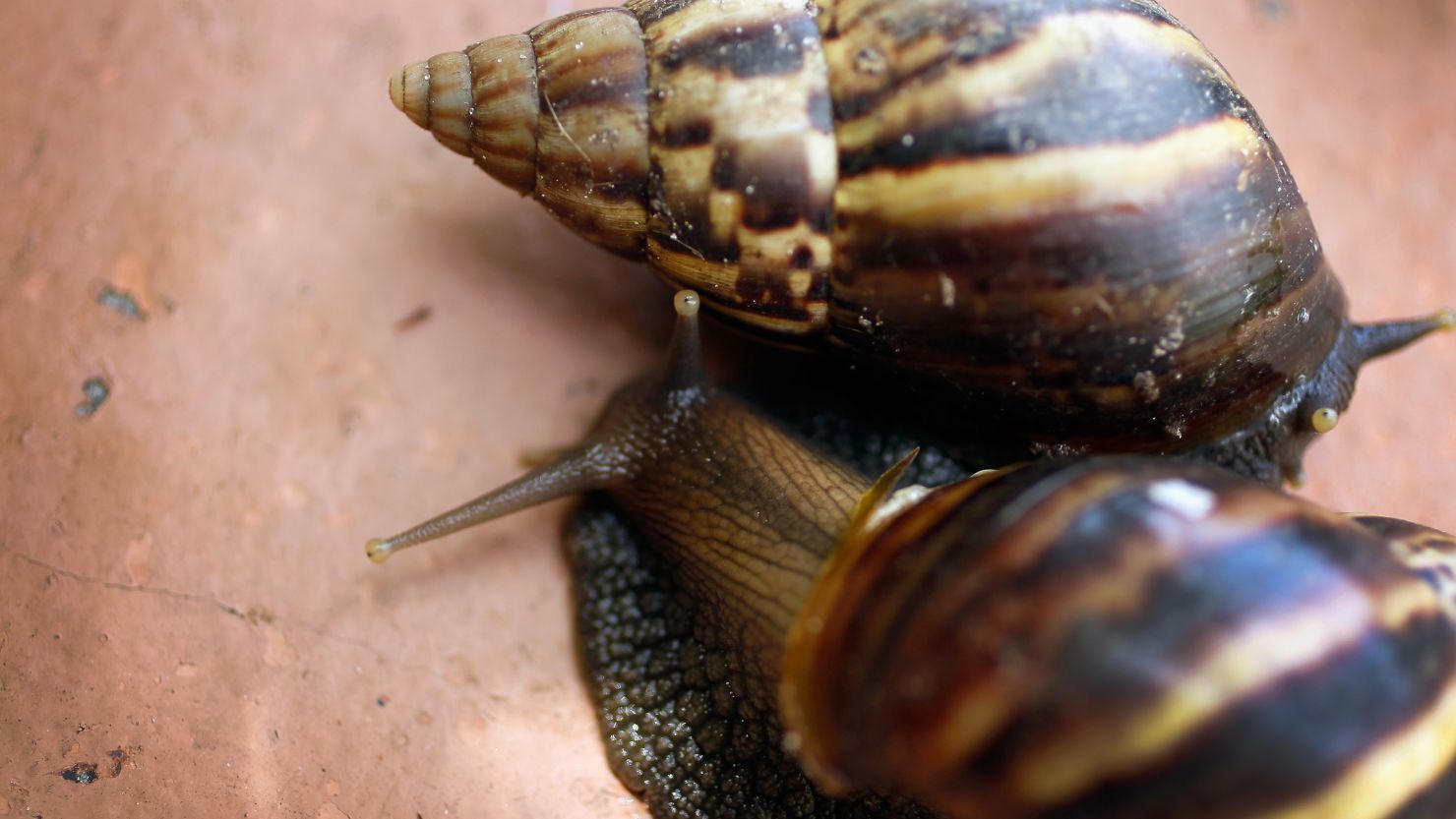 Giant African land snails are seen as the Florida Department of Agriculture and Consumer Services identified them on September 15, 2011, in Miami. 