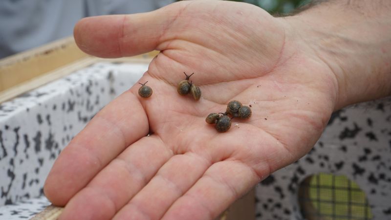 Endangered snails bred in captivity are released into the wild - CNN
