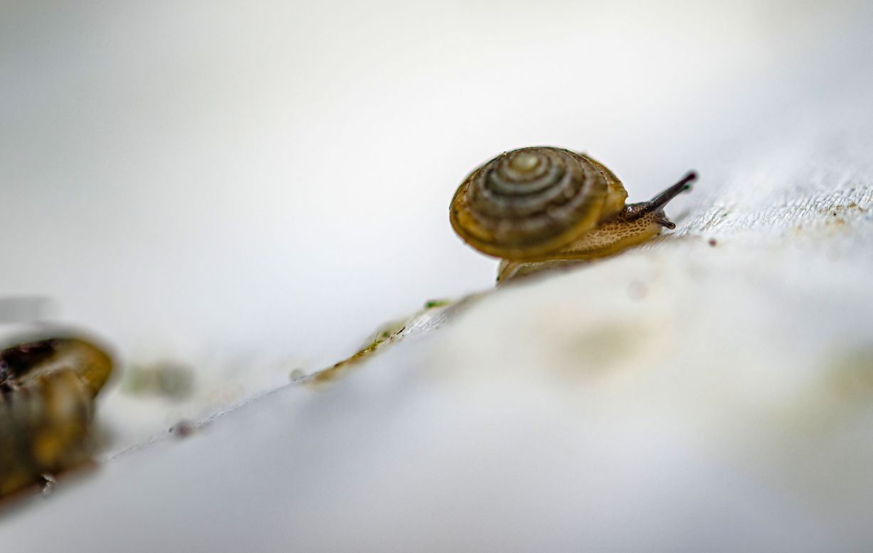 The lesser Bermuda land snail used to be widespread across the Bermuda archipelago in the North Atlantic Ocean. But populations of the species have declined dramatically in the last 50 years, and it is now classified as critically endangered.