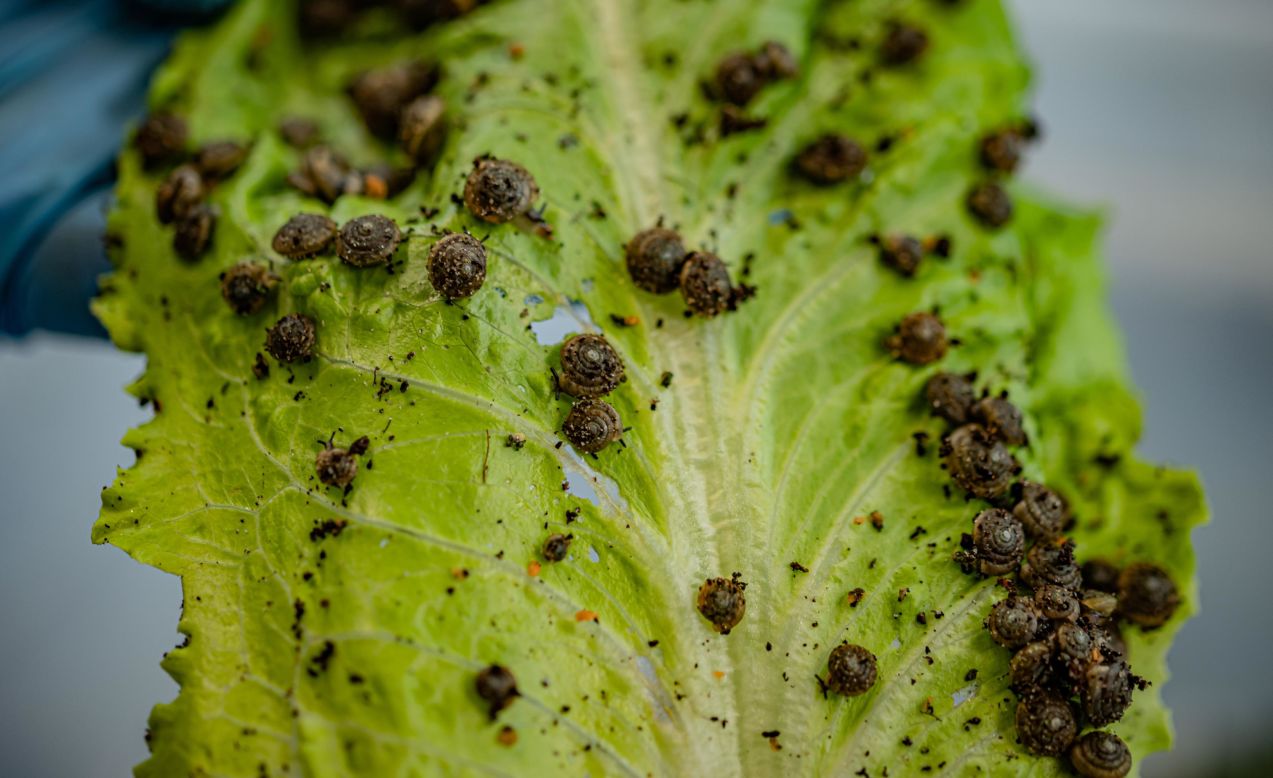 An effort to save the species is underway. In 2017, 60 of the remaining snails were sent to Chester Zoo in the UK, where the species was studied by scientists and ultimately bred.