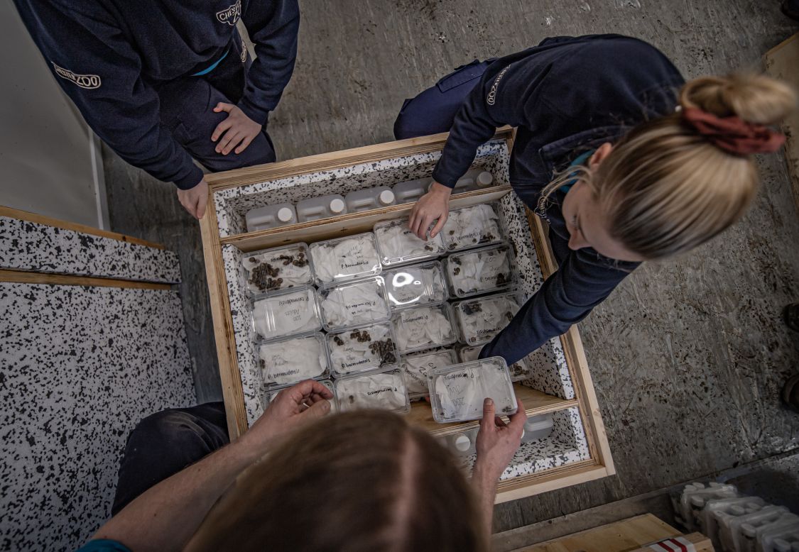 In May, 3,000 of the snails were packed into a wooden crate and flown to their native home, where they were released across three of Bermuda's satellite islands. 