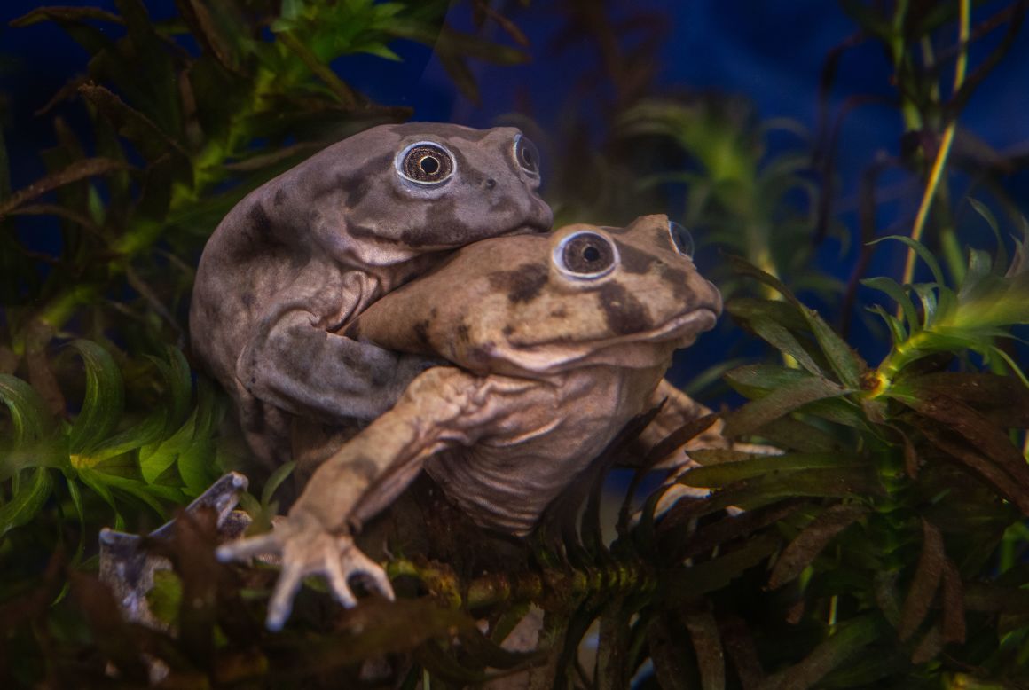 The team is also caring for the endangered <a href="https://www.chesterzoo.org/news/frogs-on-the-edge-of-extinction-go-on-display-at-chester-zoo/" target="_blank" target="_blank">Lake Titicaca frog</a>, which is threatened by pollution, habitat loss and hunting in its native habitat on the border of Bolivia and Peru. 