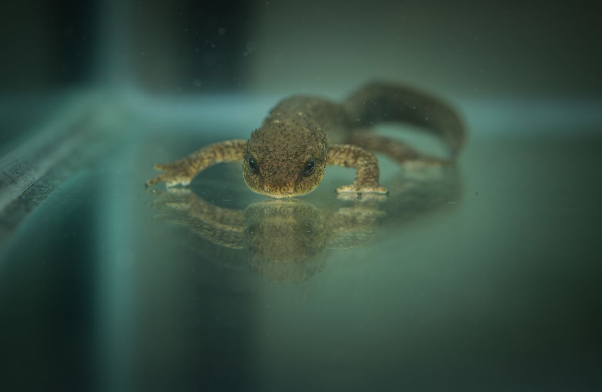 Chester Zoo was also the first to breed the rare Montseny brook newt, which is endemic to Catalonia, Spain. Conservation work is also ongoing to protect the species' habitat and Garcia hopes they will be able to reintroduce the newt to the area soon.