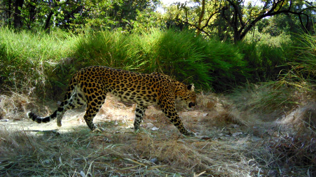 Spotted Indochinese leopards detected in Srepok Wildlife Sanctuary, the largest protected area in the Eastern Plains Landscape of Cambodia.